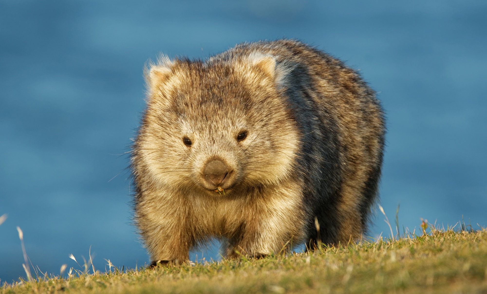 A wombat at work